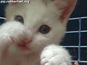 chat boxe